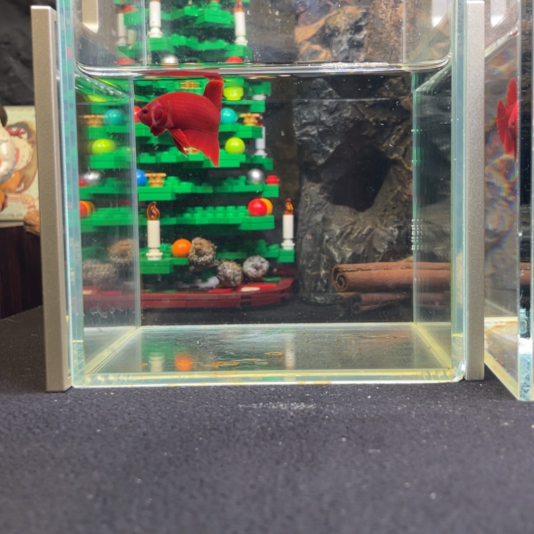 斗鱼十二月十七日竞价