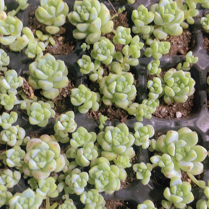精品蕉糖精灵多肉植物