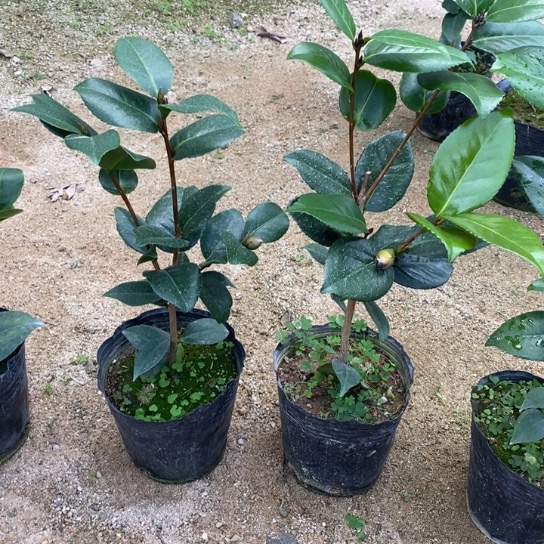 当前无花栽培后可以开花