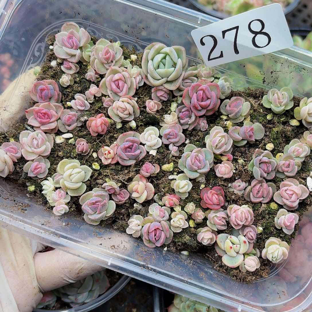 多肉植物多肉植物278