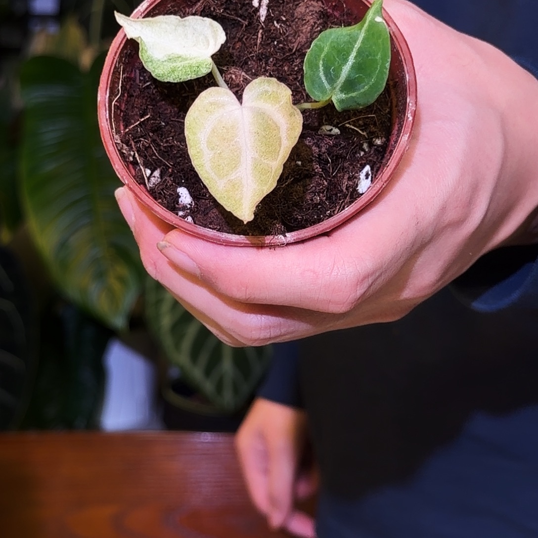 完全开放V139 大喵喵