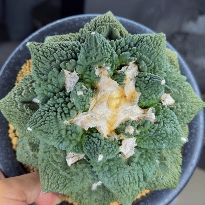 大型蓝色17.5割尤哥斯拉