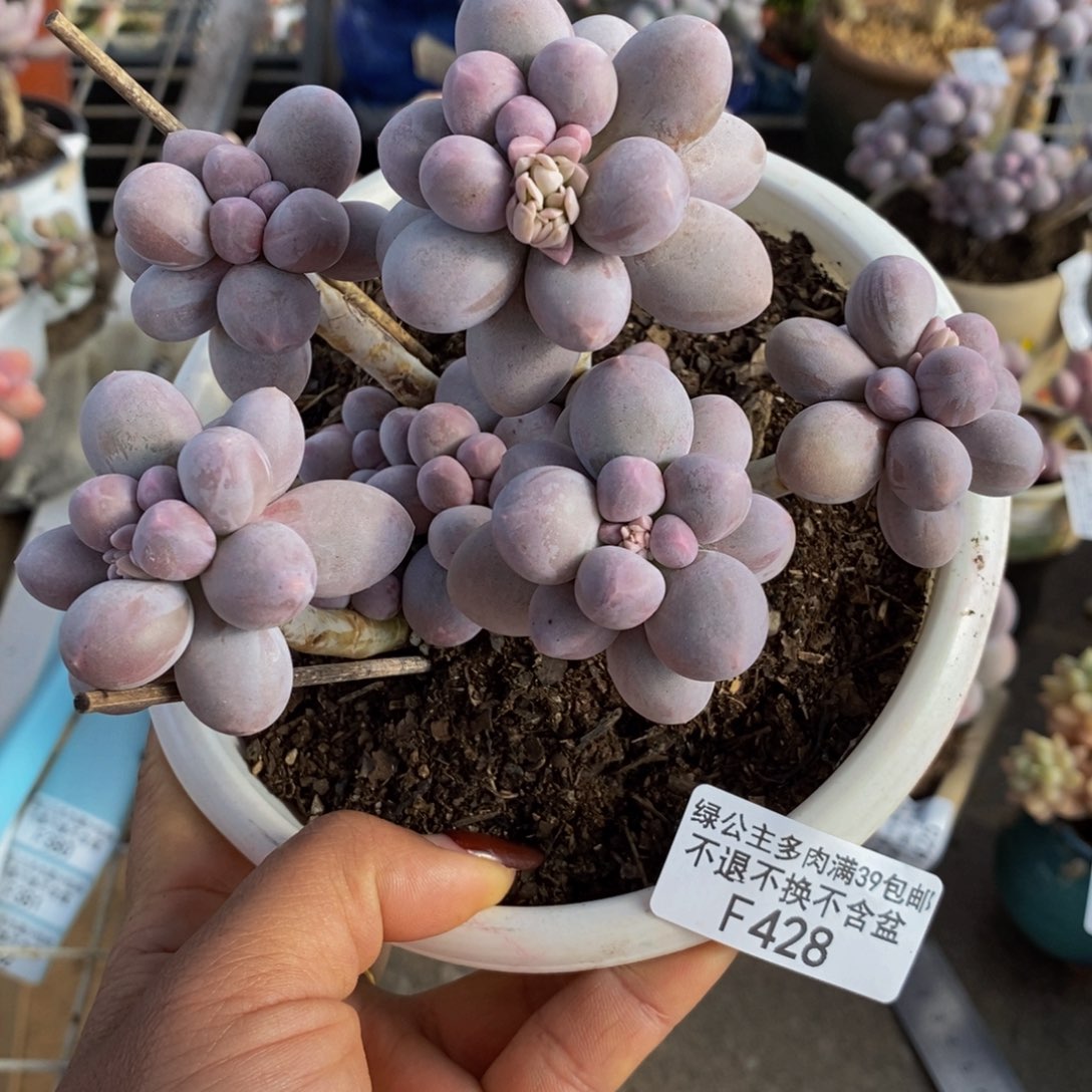 香水手指428/10c m