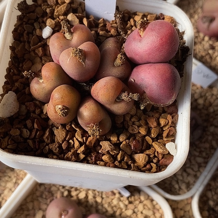 紫*舞14546一组吕氏母本