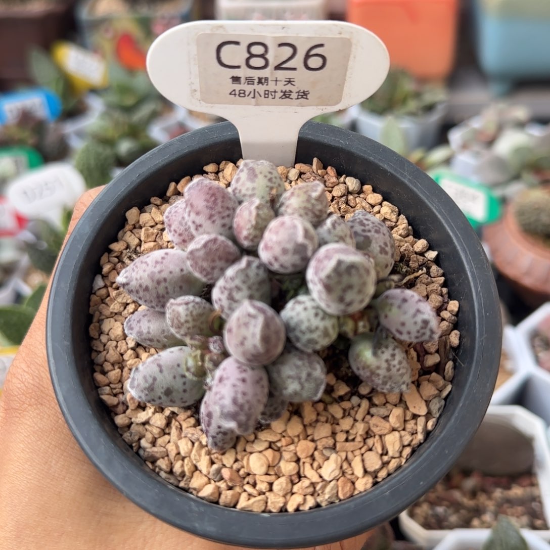 A***~达摩海豹。  826。    