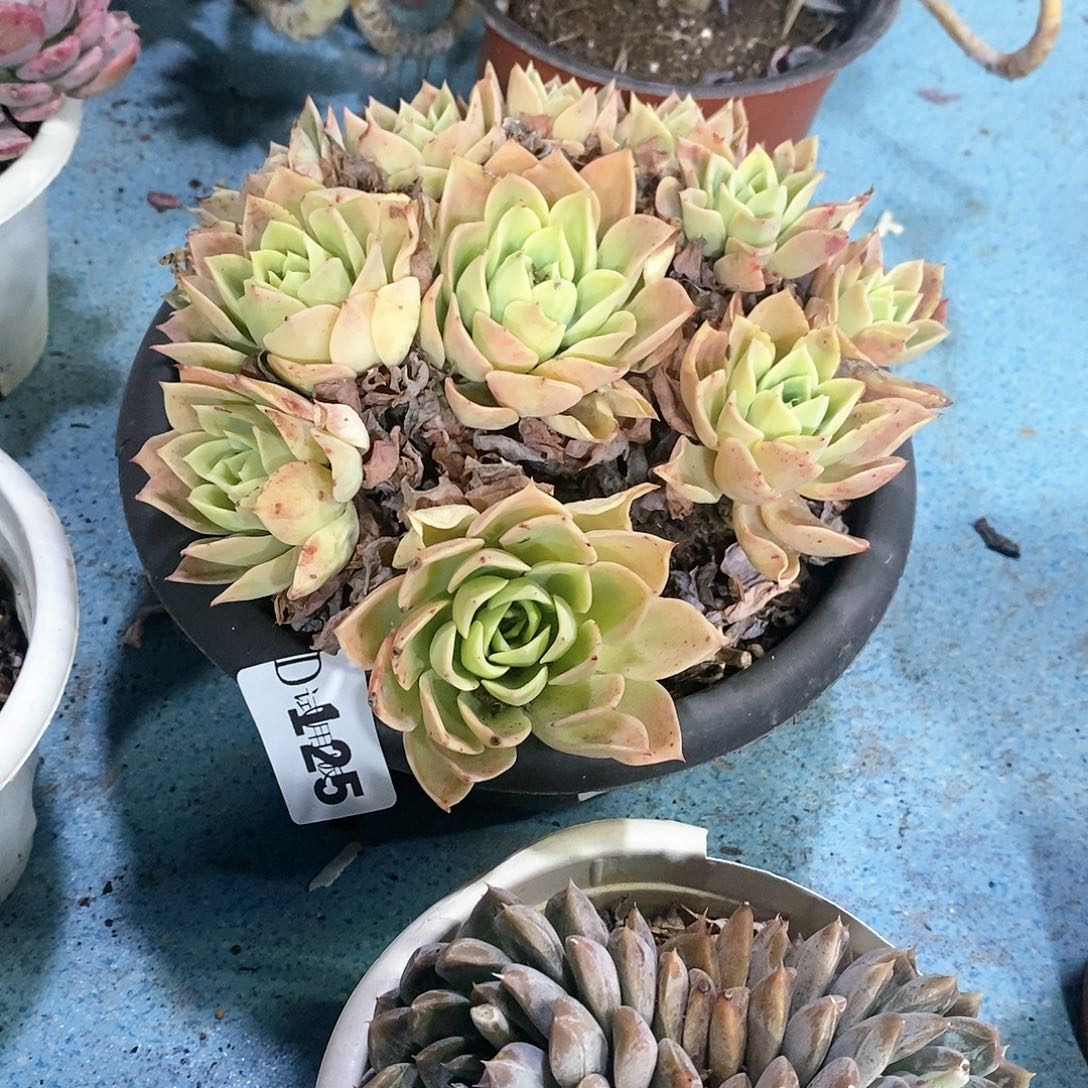 家**女125三色堇多肉植物