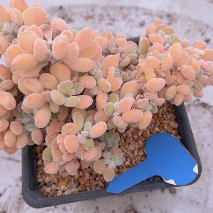 健健康康平平安安