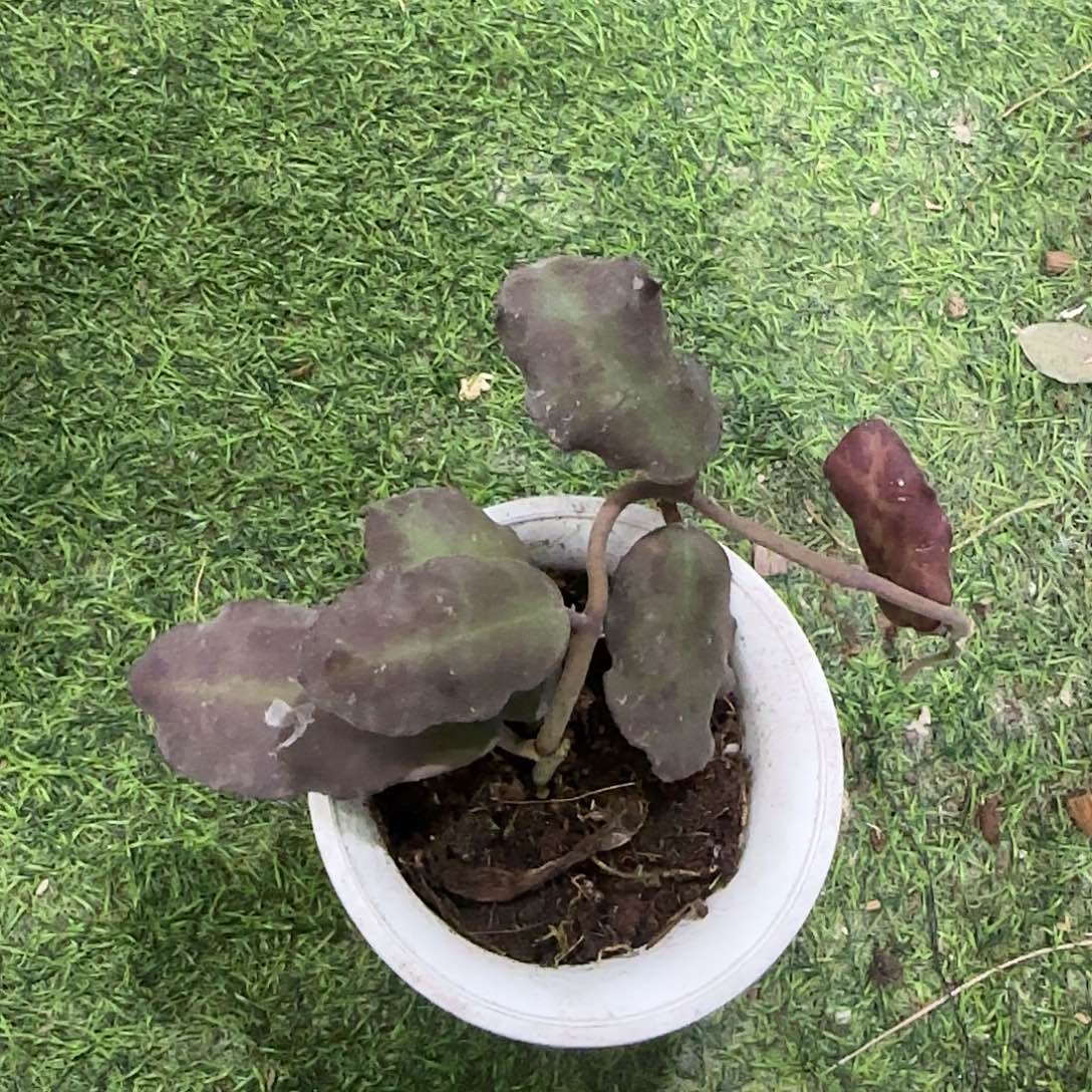 无花朵波浪叶威曼尼