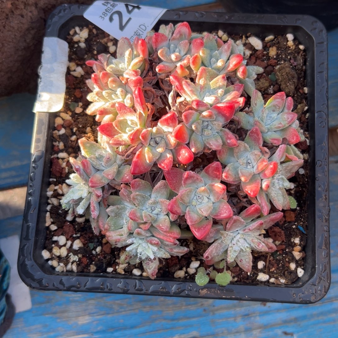 宁***静谢谢姐姐～一物一拍2733