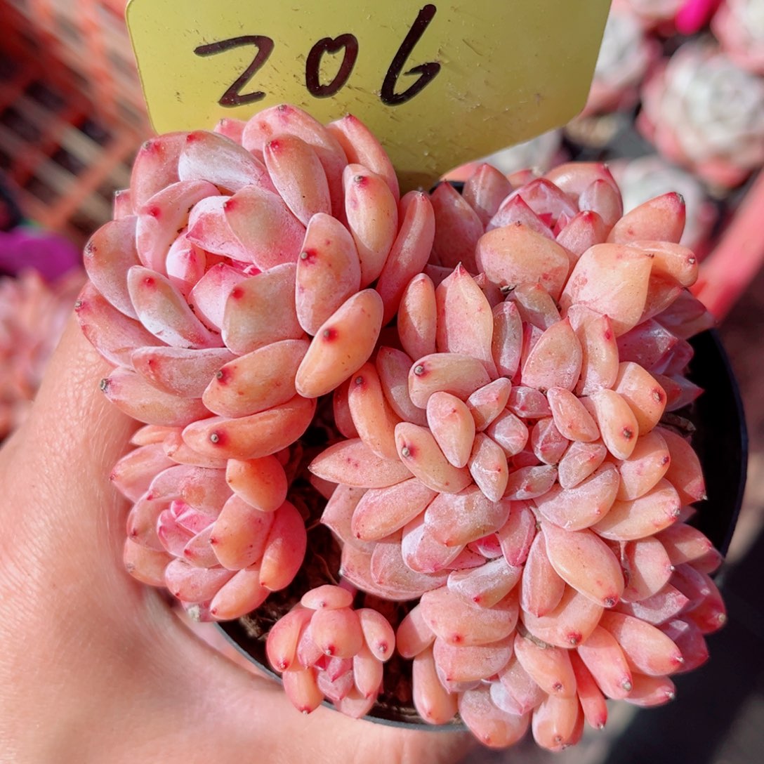 206号小老桩韩橙朵朵缀10头