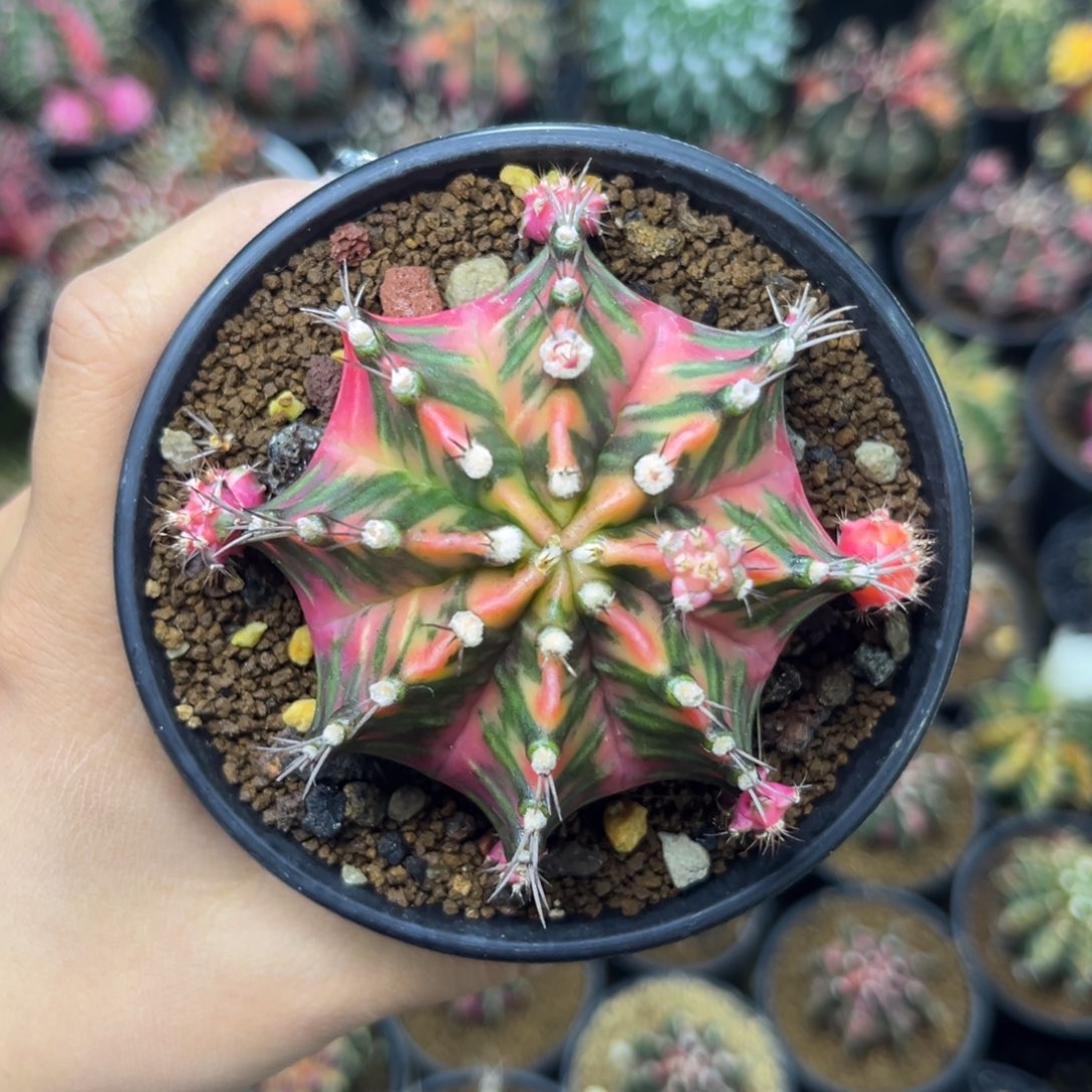 泰系米哈锦 带盆土发货