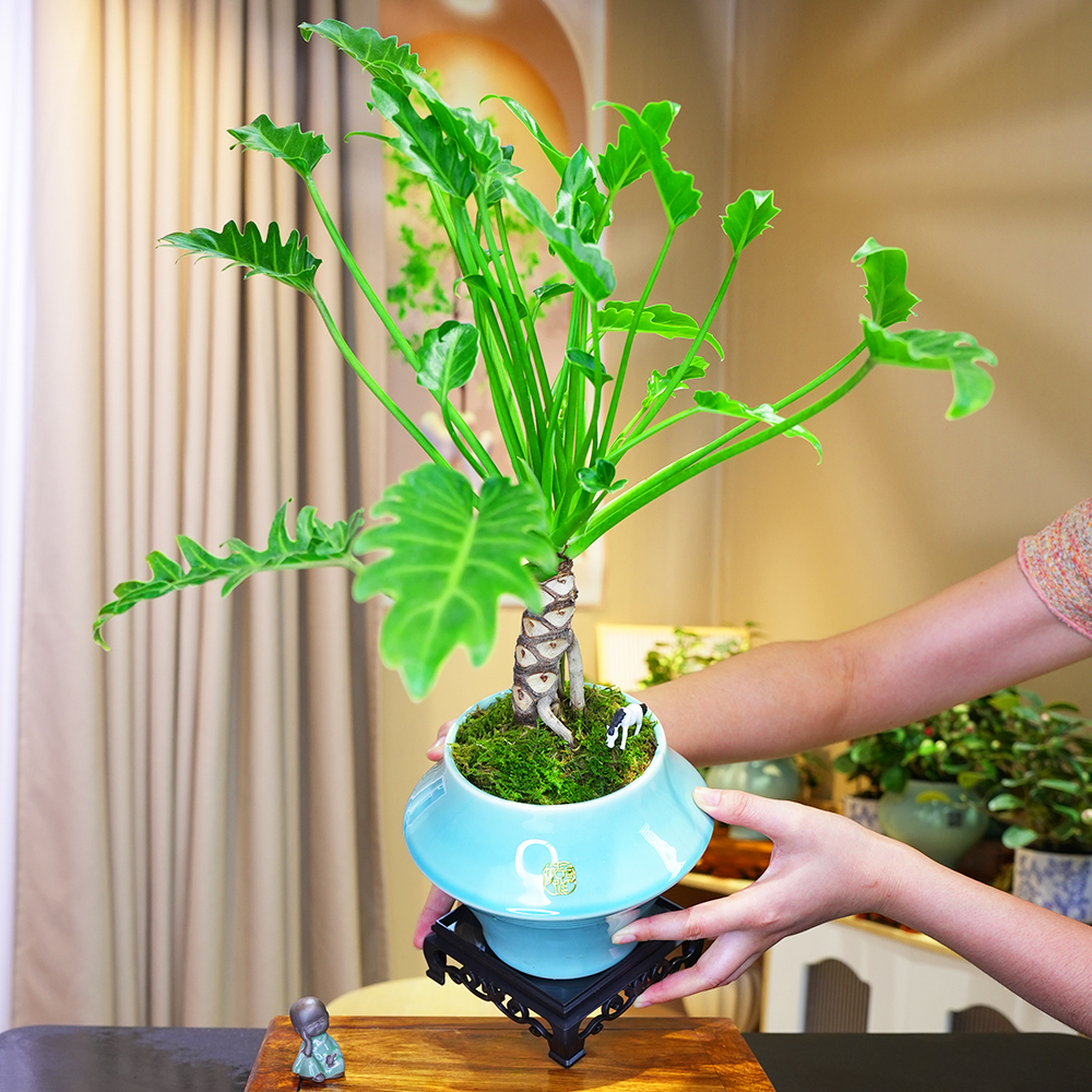 老桩龙鳞春羽小天使盆栽盆景室内客厅好养观根观叶好养花卉绿植物