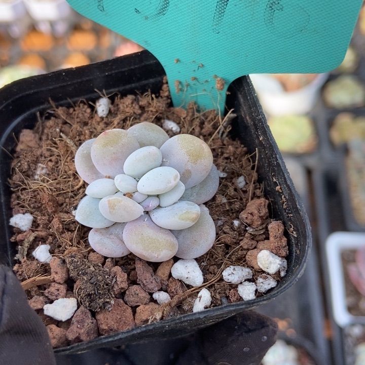 1546粉兔缀多肉植物保护