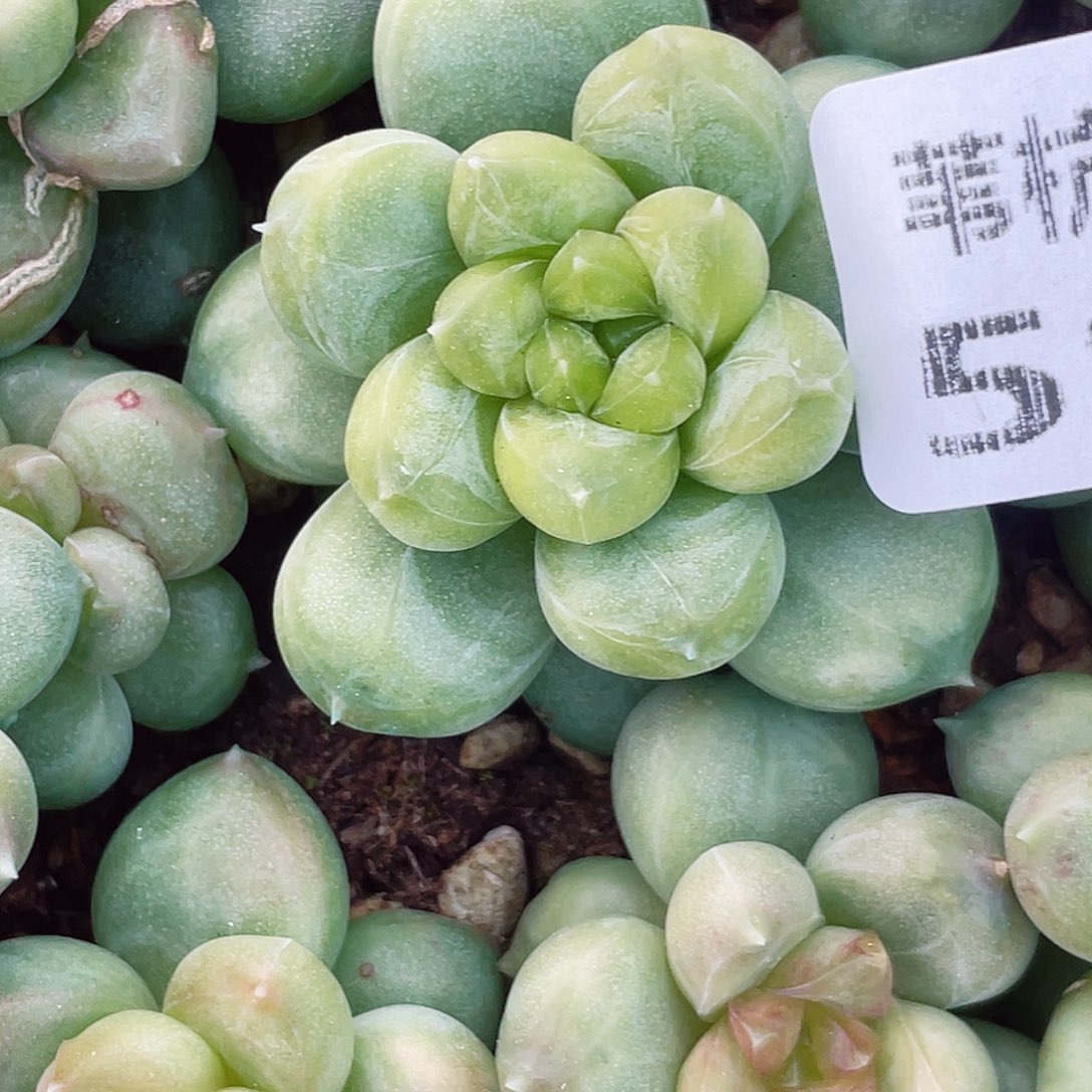 桃****597的第一天就被我爸打