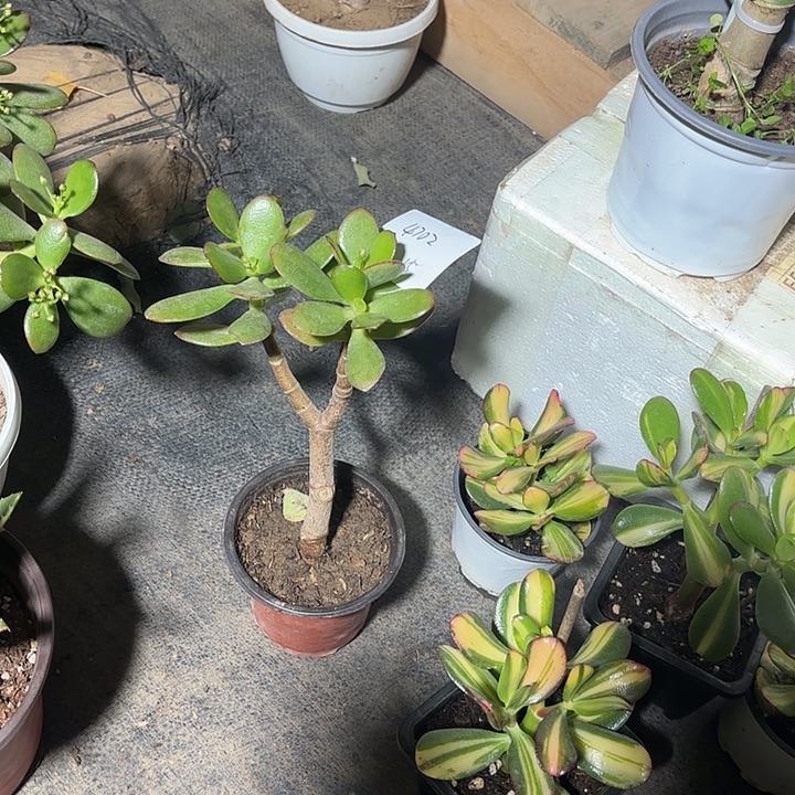 淼***朱当前无花栽培后可以开花韩国紫叶15