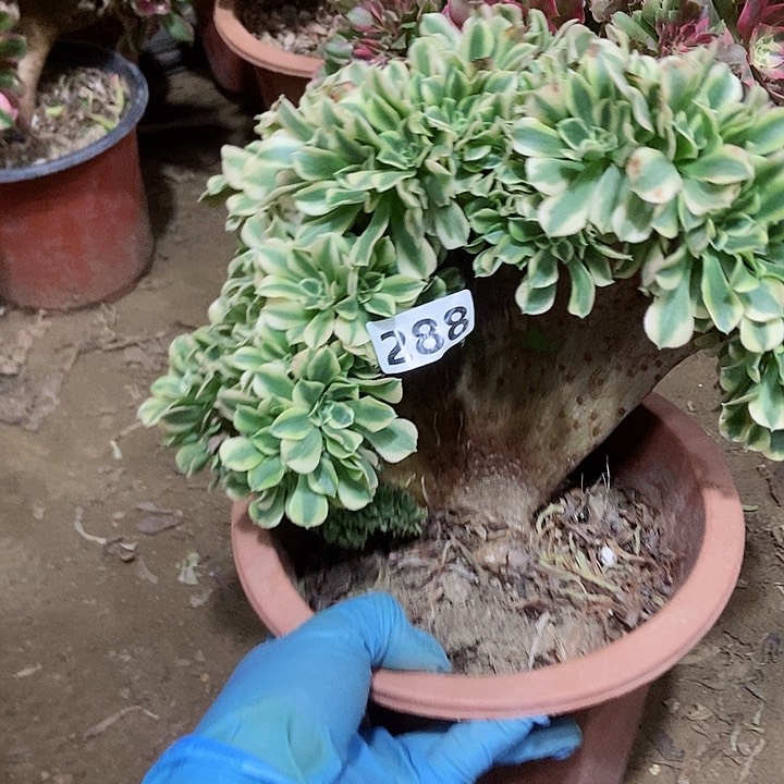 288绿豆沙缀化老板子法师