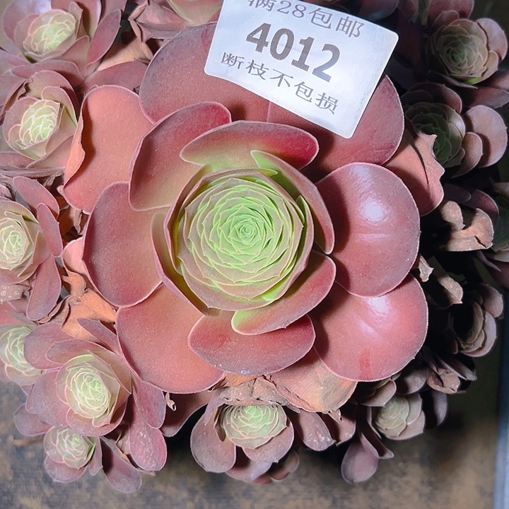 4012魅金玫瑰多肉植物
