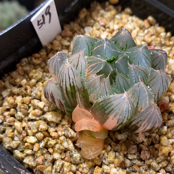 实生玉露锦带盆土发货