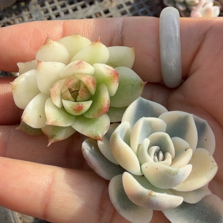 两个一组黑水晶锦 汉堡锦