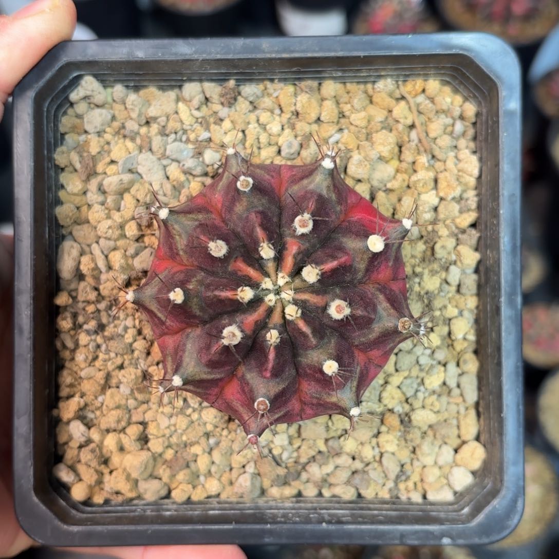 泰系米哈乌贼仙人球9