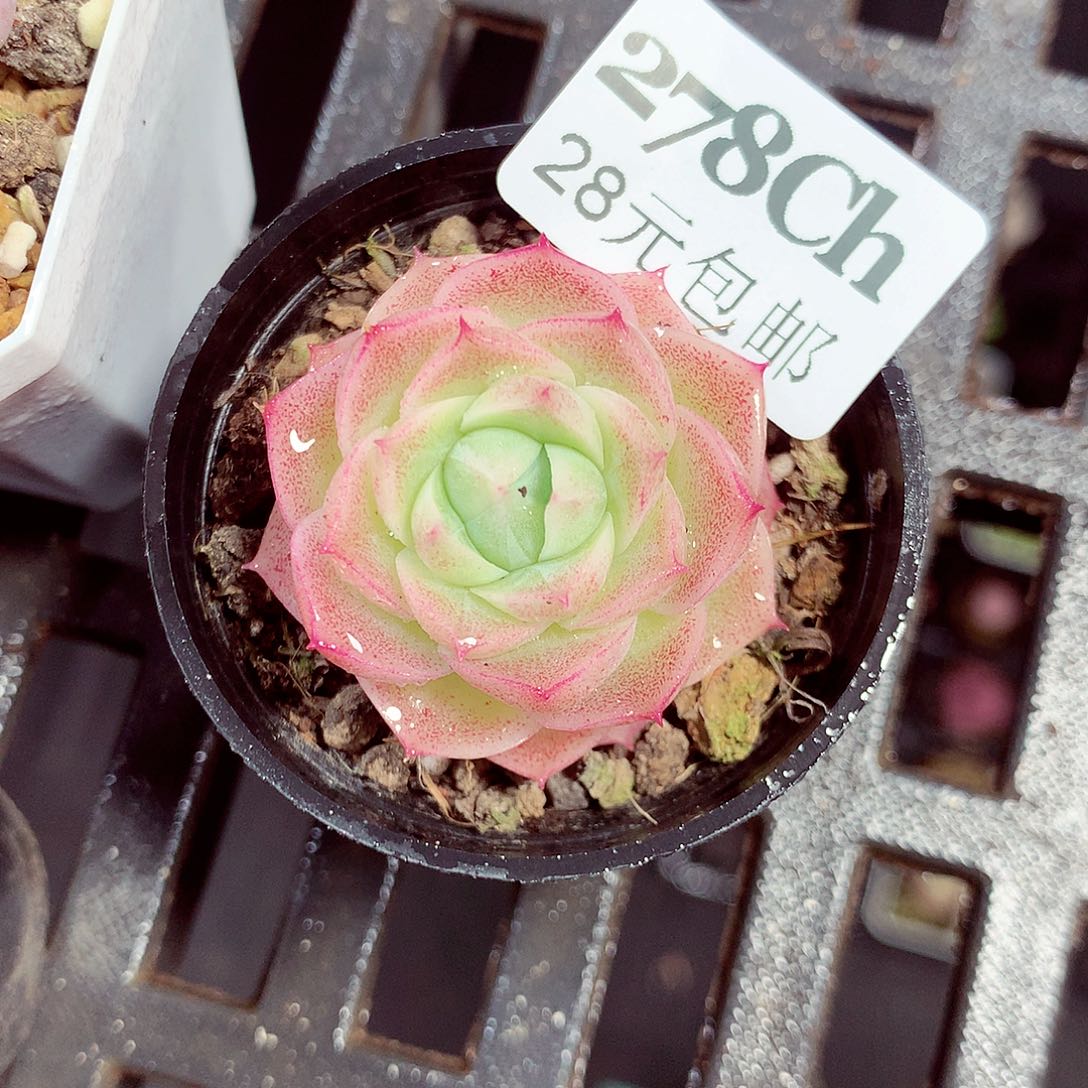 5厘米盆精控多肉278