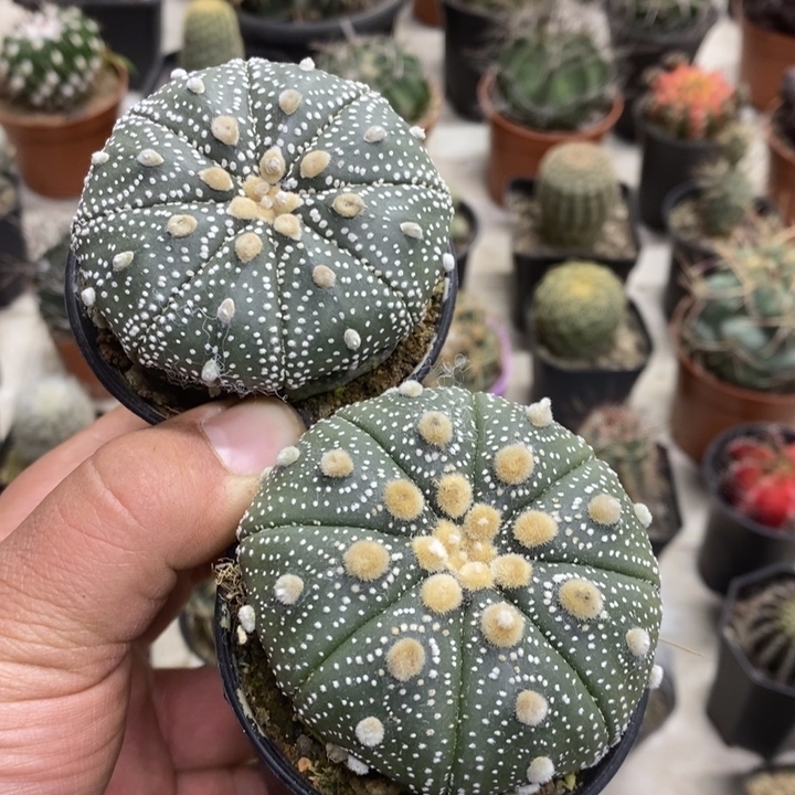 实生超兜2颗缺水特价