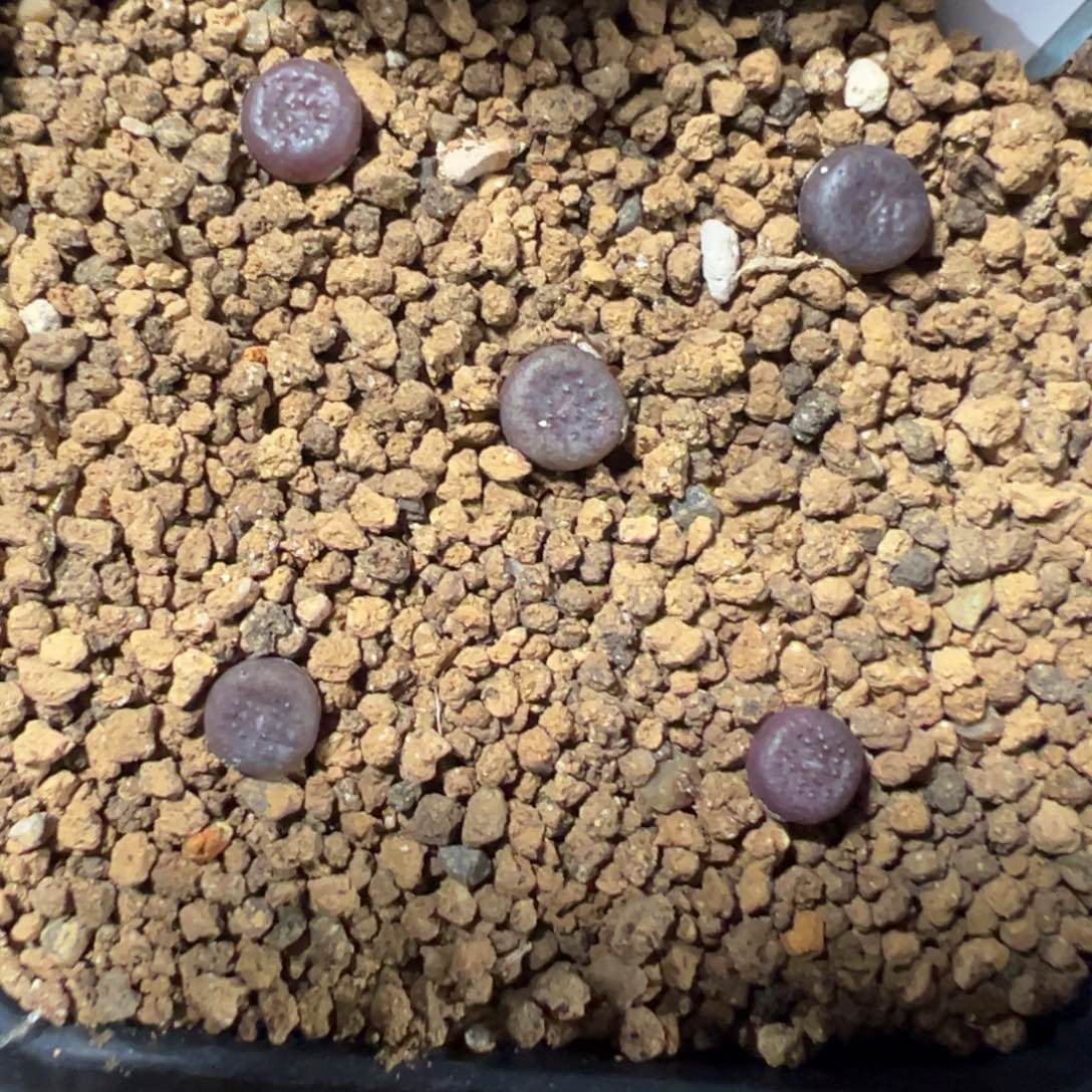 11-193量拍猪皮5颗