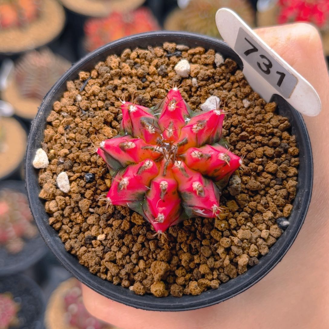 花蝴蝶 米哈仙人球