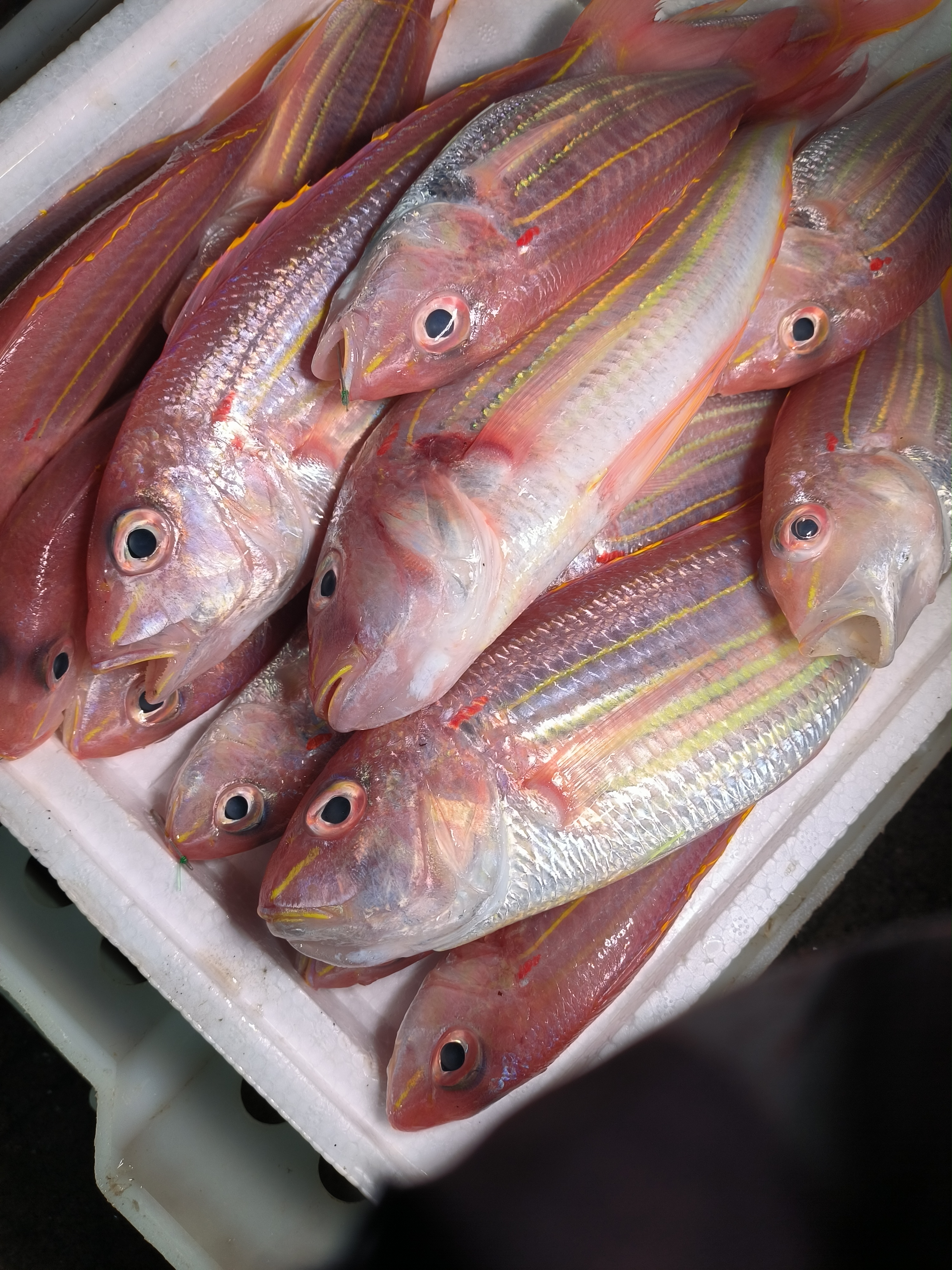 钓口金线鱼 红棕鱼  顺丰冷链包邮