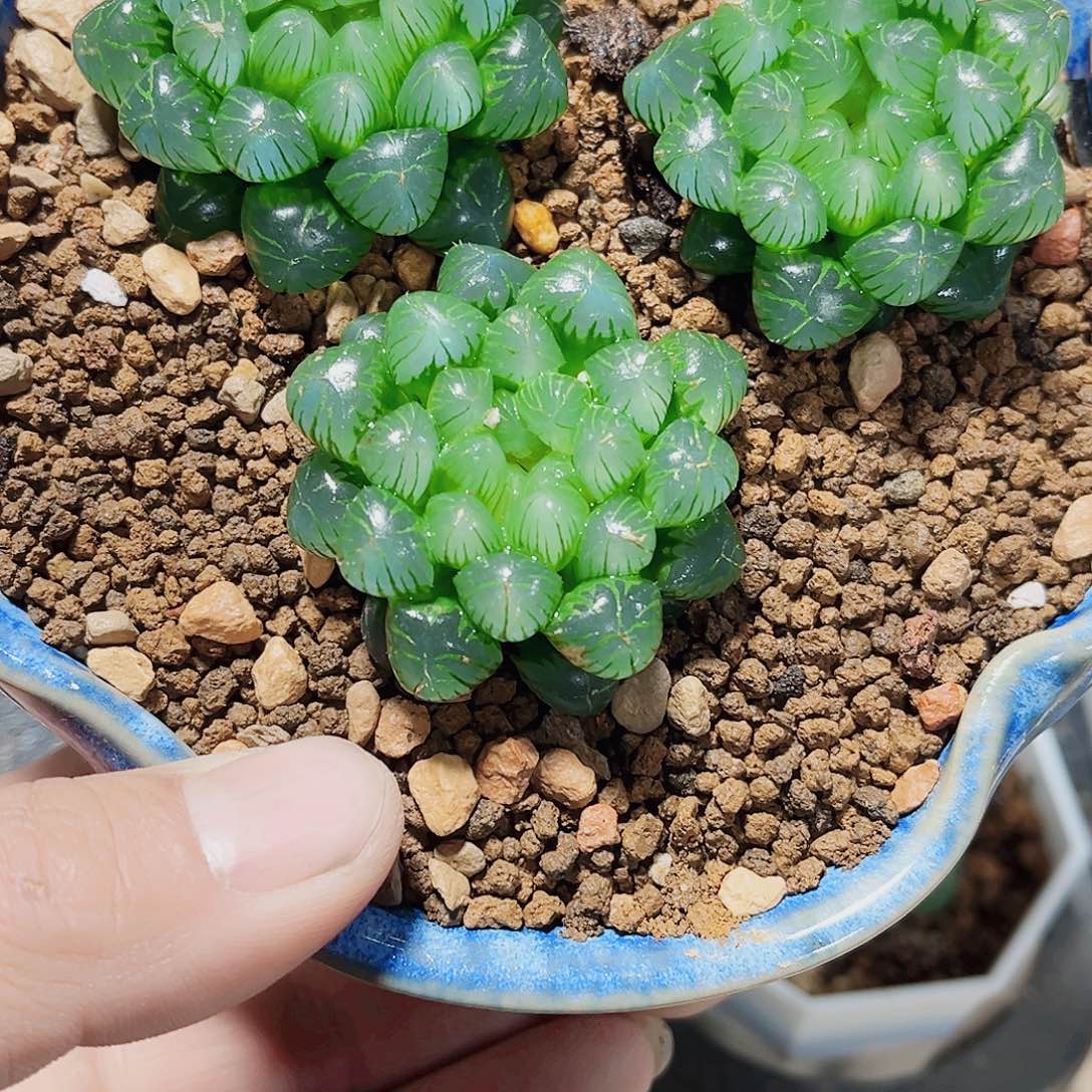 姬雨露任意三颗随机发货