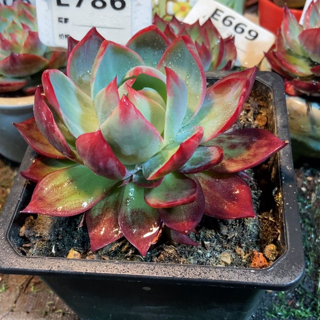 惊鸿一瞥786号楼