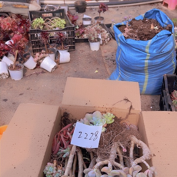 开****?装箱一物一拍   0000000