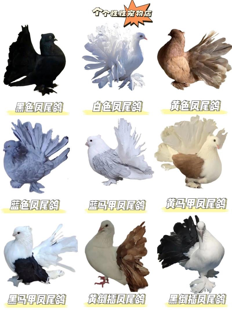 观赏鸽子直播间一鸽一拍一讲解（以直播间展示商品下单为准）