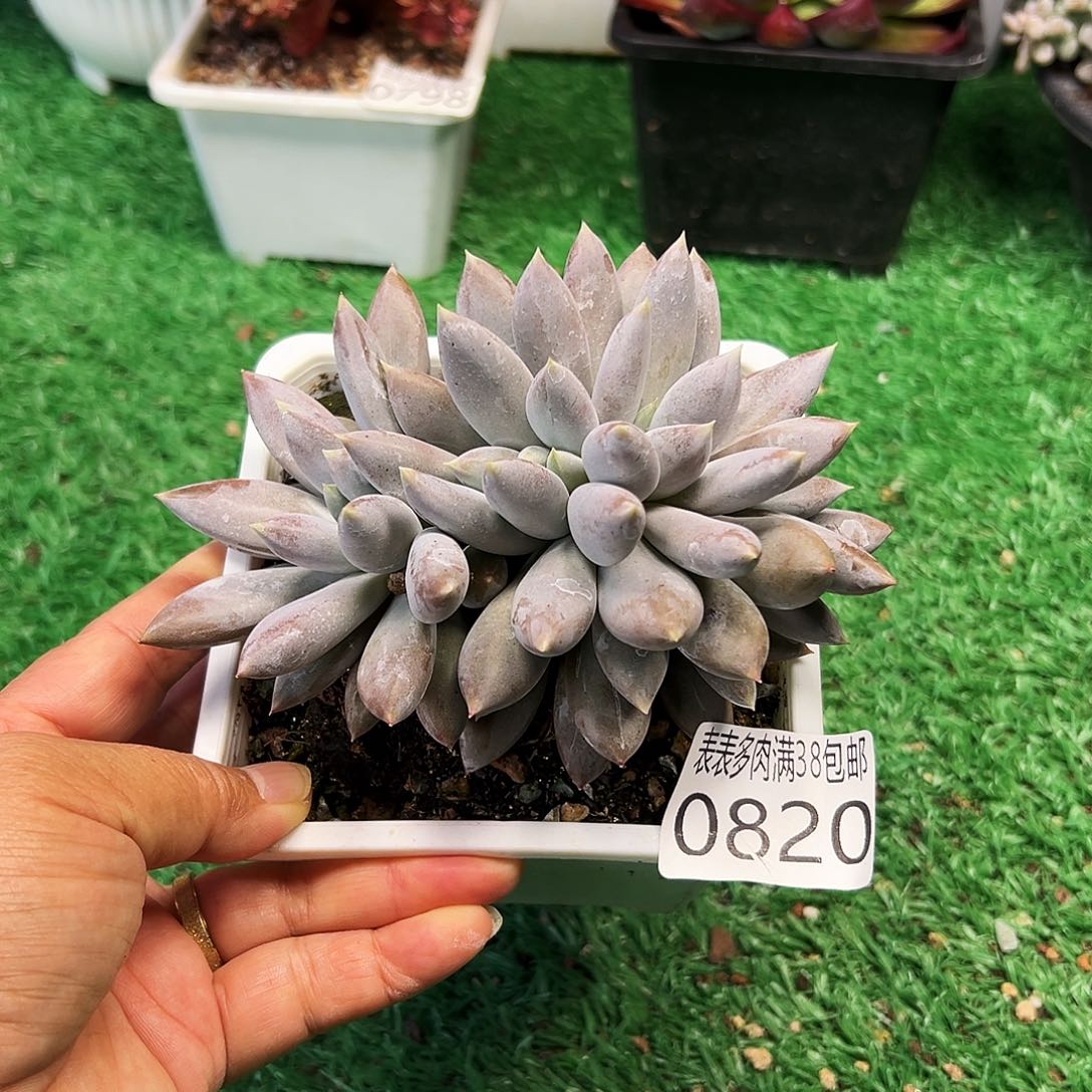 无花朵＂多肉一物一拍植物0820