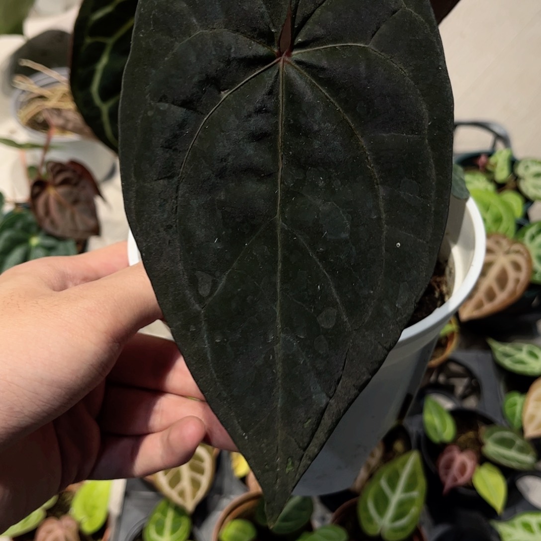 完全开放黑桃杂黑凤凰