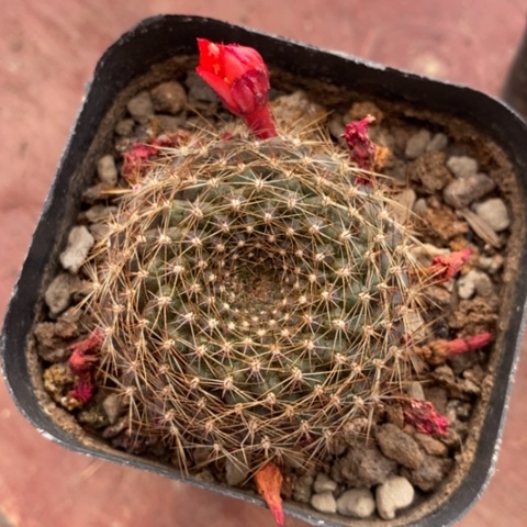 勾宝红花4仙人球