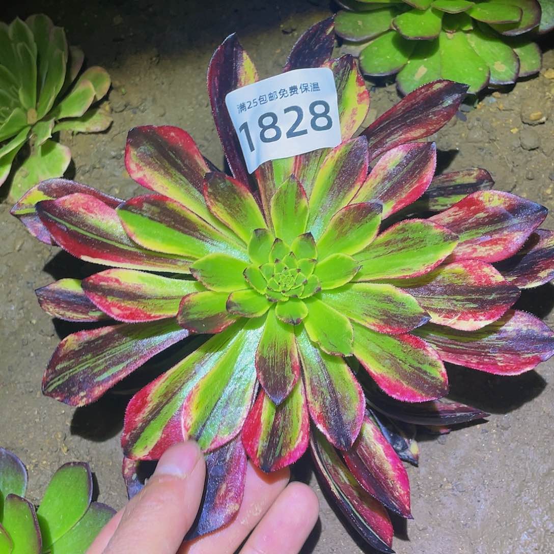 1828莫兰迪多肉植物