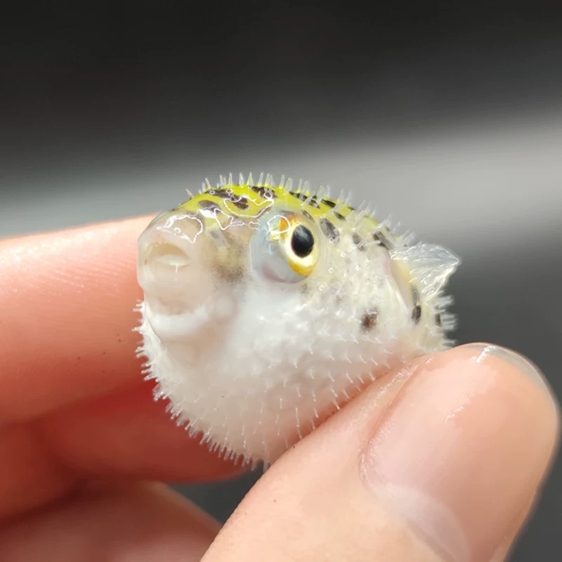 金娃娃潜水艇淡水小河豚好养耐活热带观赏鱼