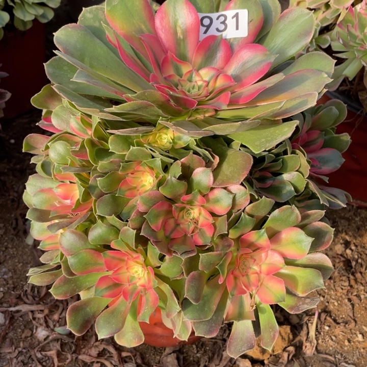 无花朵931对肉植物香妃