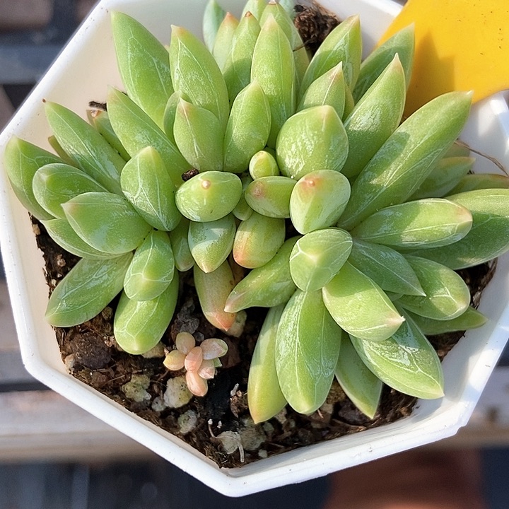 多肉植物炫彩星908