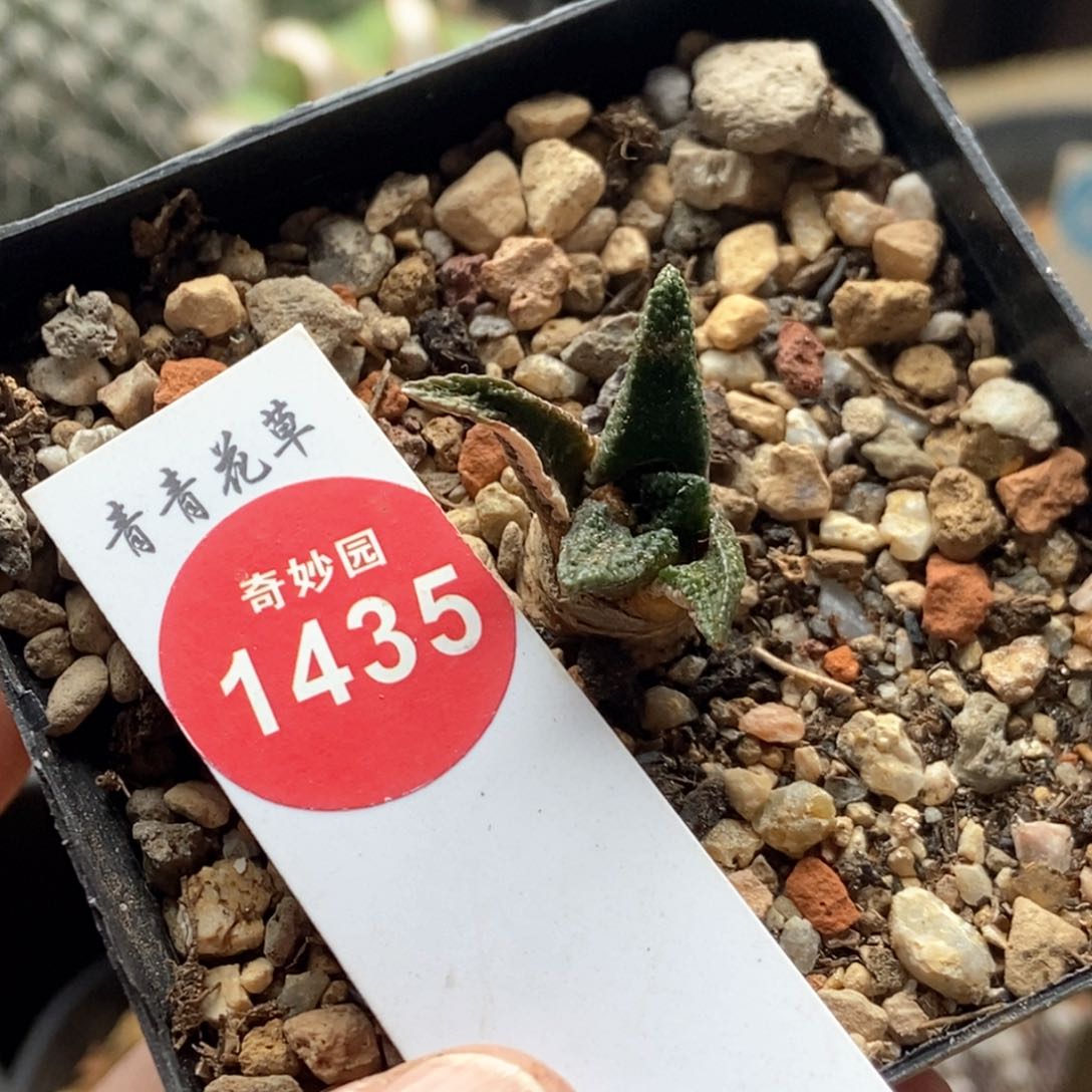 实生辛顿牡丹一颗