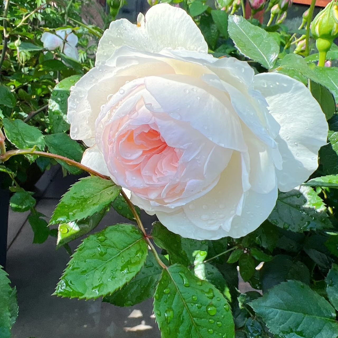 波莱罗大花浓香月季抗病耐寒庭院盆栽花卉绿植（1+根接土球发货）