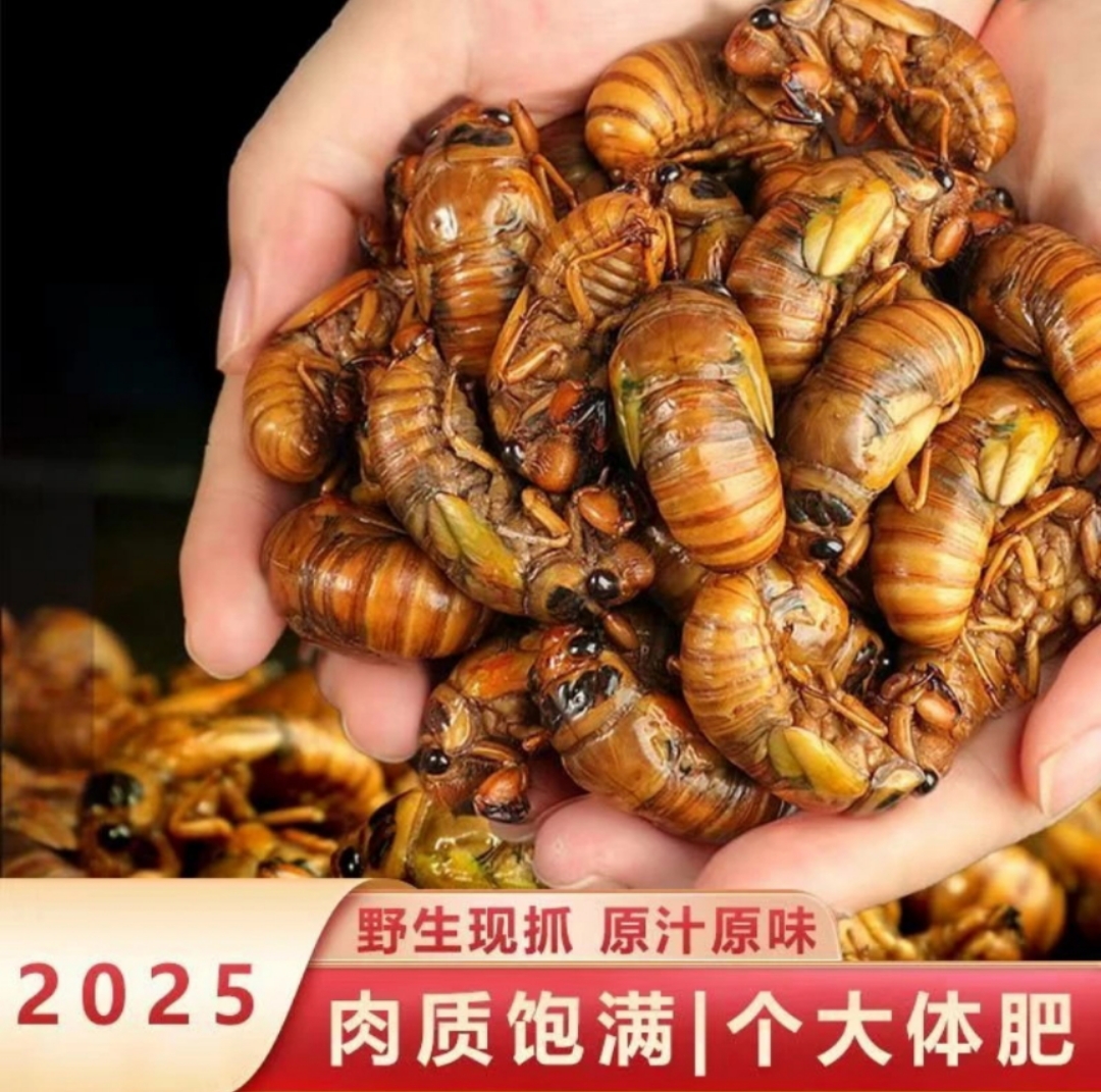 【新出土】大号金蝉新鲜知了猴野生现抓现发活体冷冻爬叉