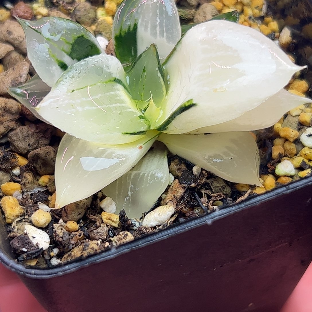 裹般若锦十二卷多肉植物