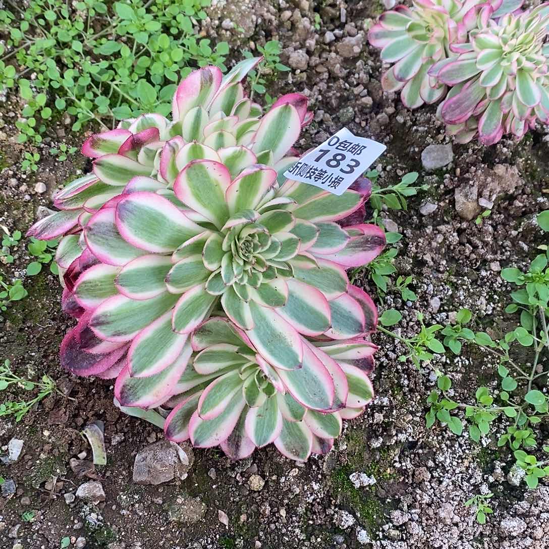 183荔枝缀化多肉