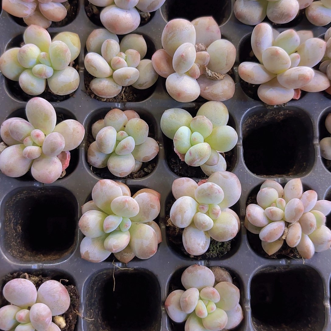 雪宝宝奶酪一颗量拍