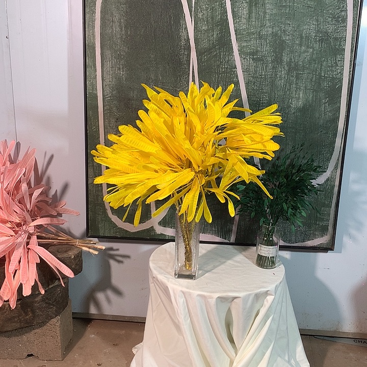 永生花银合欢扁豆