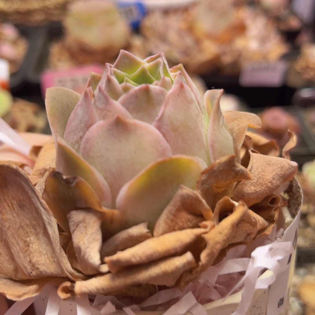 A856 刺猬黄金 一物一拍