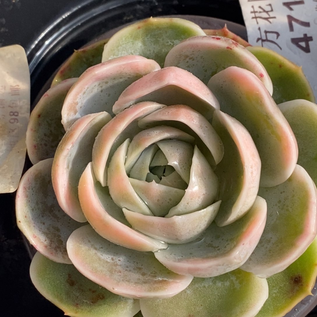 471蓝色惊喜锦大单头