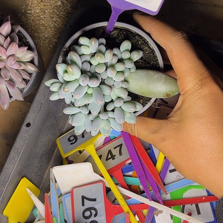 小****多肉植物小叶胖橙龙839